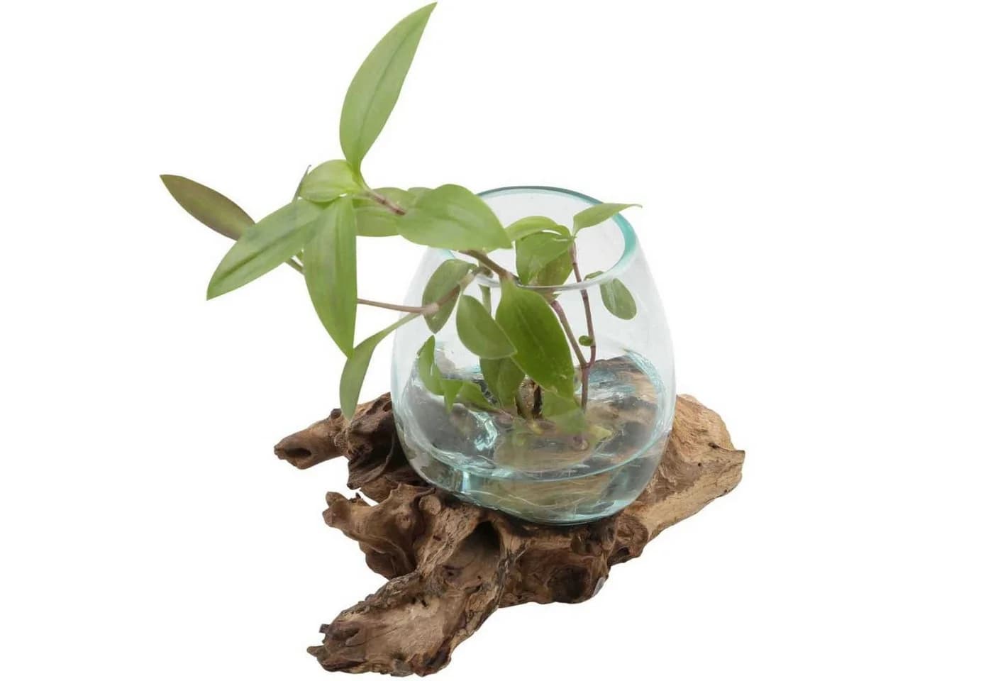 Casa Moro Glasvase auf Wurzelholz Ø 12cm aus Recycling Glas & Wurzelholz - Bild 2