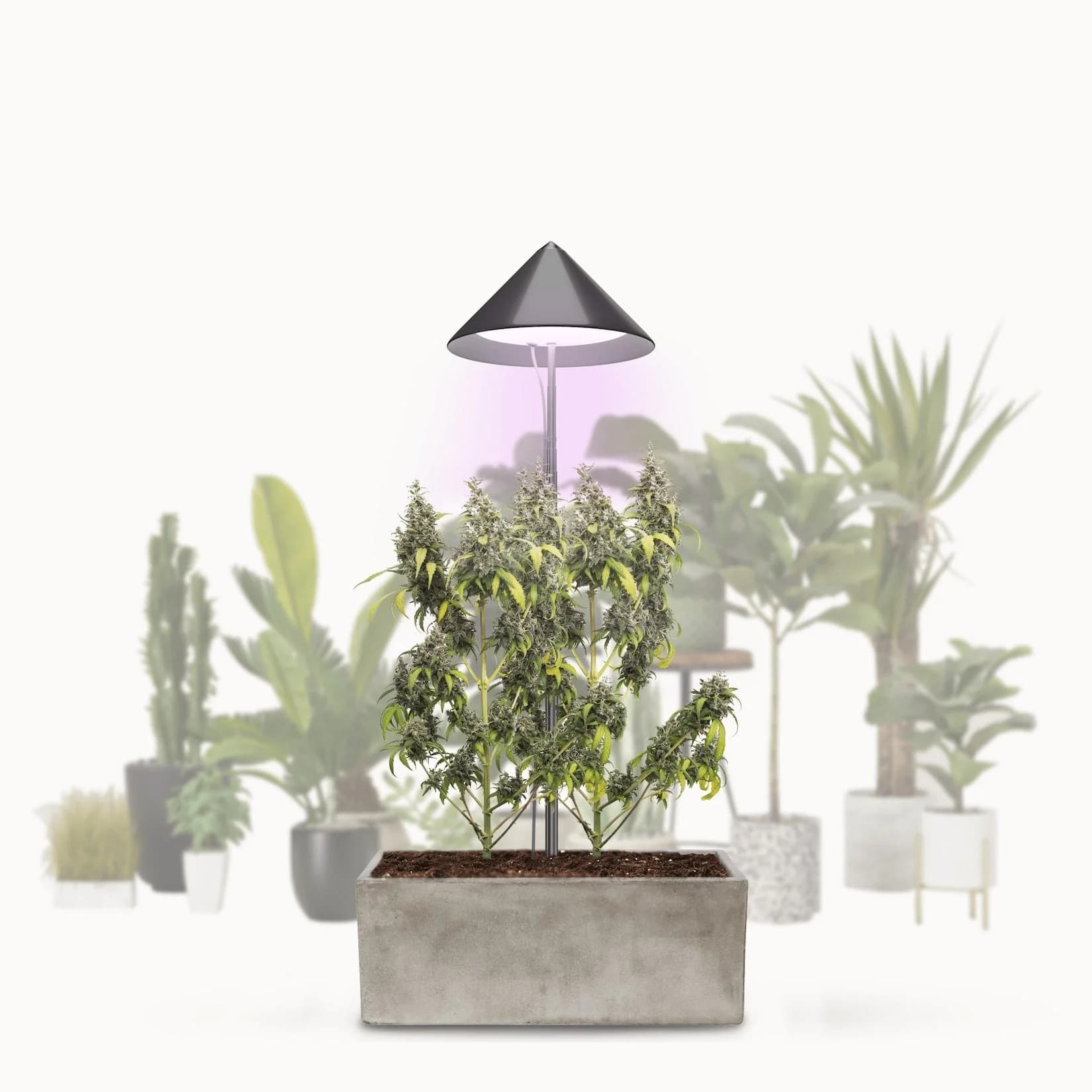 Parus by Venso LED Pflanzenlampe Vollspektrum 30W Teleskopstab 170cm Indoor