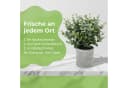 AKKEE 5er-Set Mini Kunstpflanzen Grün Grau Pflegeleicht Bild 5