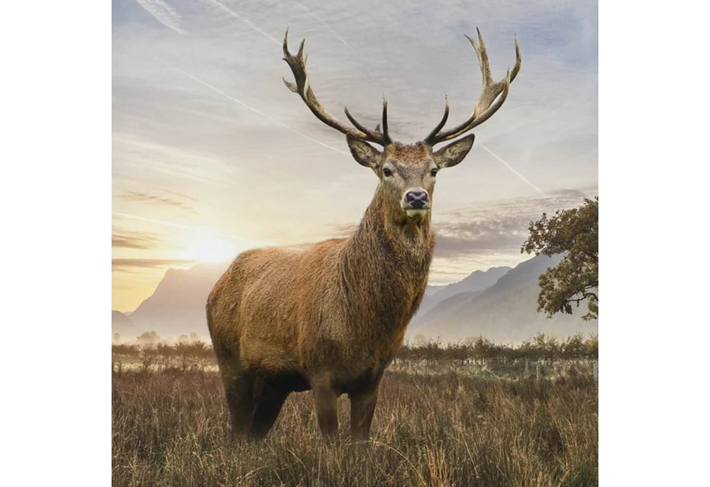 ESPiCO Bettwäsche Hirsch Trendy Bedding Renforcé 2-teilig Bunt - Bild 3