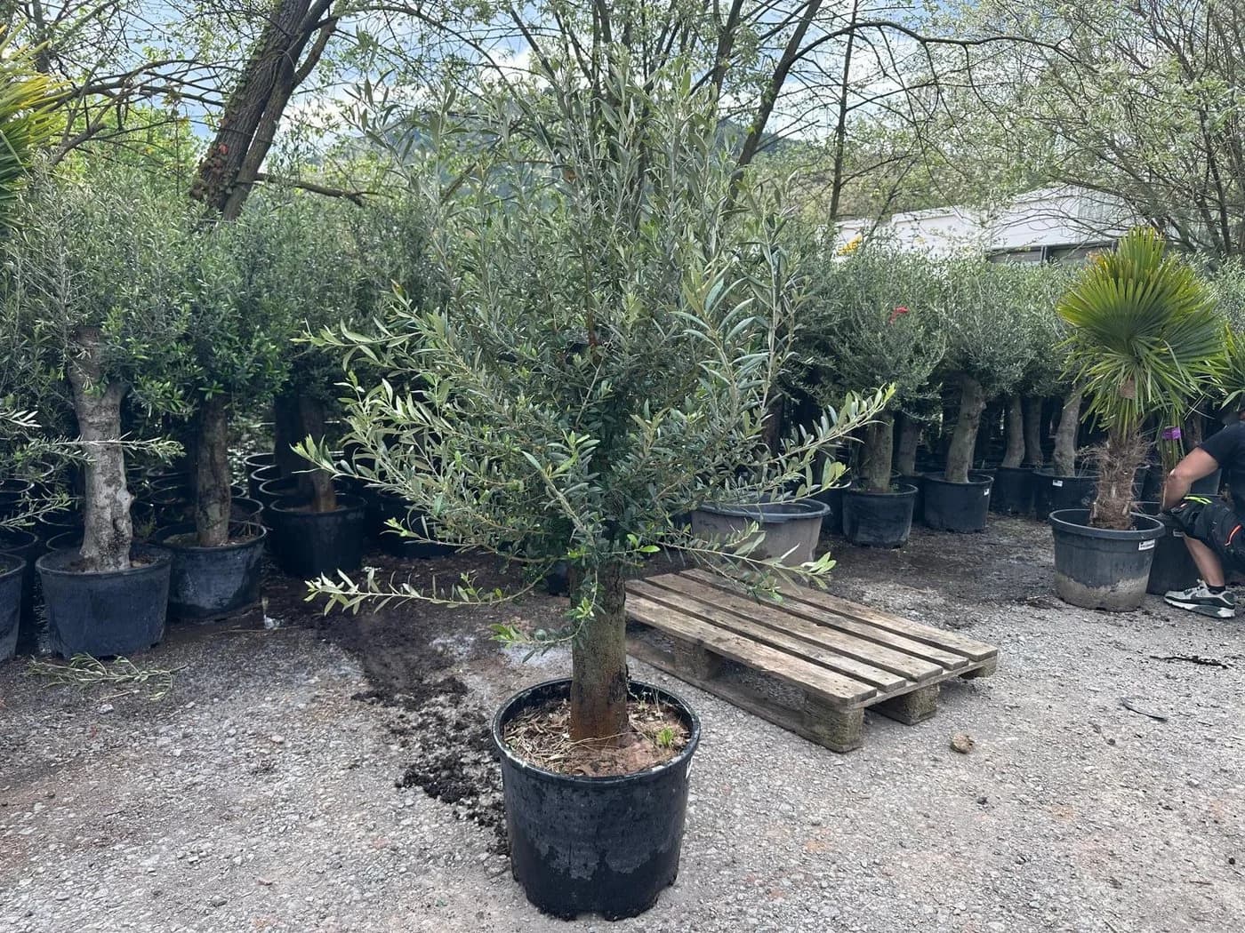 Palms-Store Olivenbaum Olea europaea ca. 30–40 Jahre alt grün