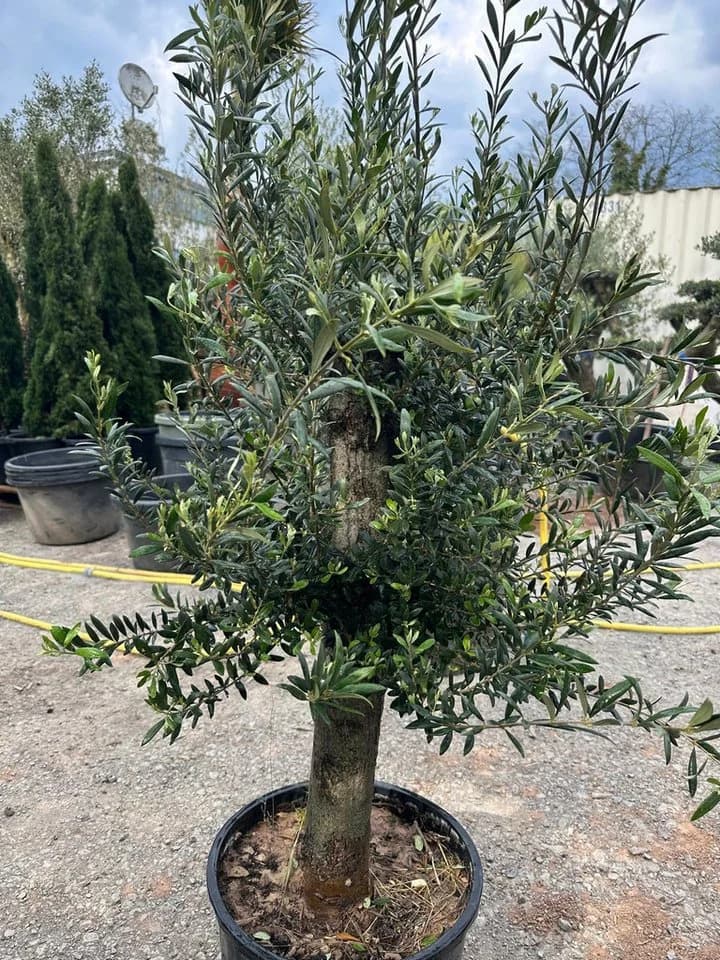 Palms-Store Olivenbaum Olea europaea ca. 30–40 Jahre alt grün - Bild 2
