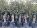 Palms-Store Olivenbaum Olea europaea ca. 30–40 Jahre alt grün Bild 3