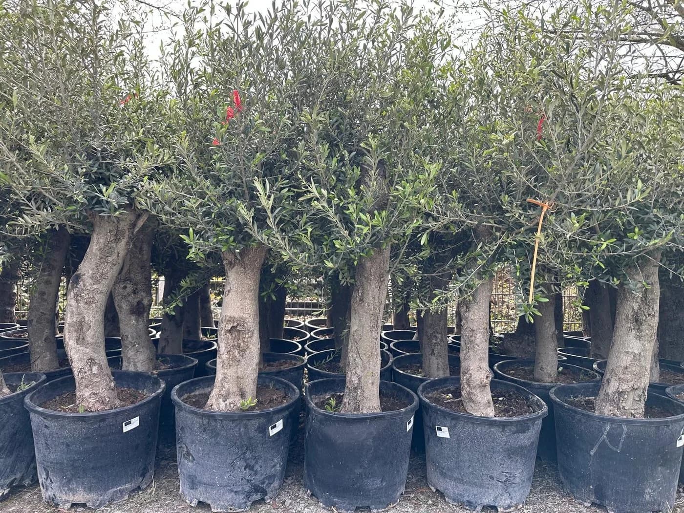 Palms-Store Olivenbaum Olea europaea ca. 30–40 Jahre alt grün - Bild 3