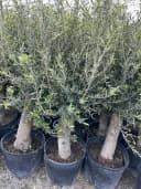 Palms-Store Olivenbaum Olea europaea ca. 30–40 Jahre alt grün Bild 4