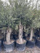 Palms-Store Olivenbaum Olea europaea ca. 30–40 Jahre alt grün Bild 5