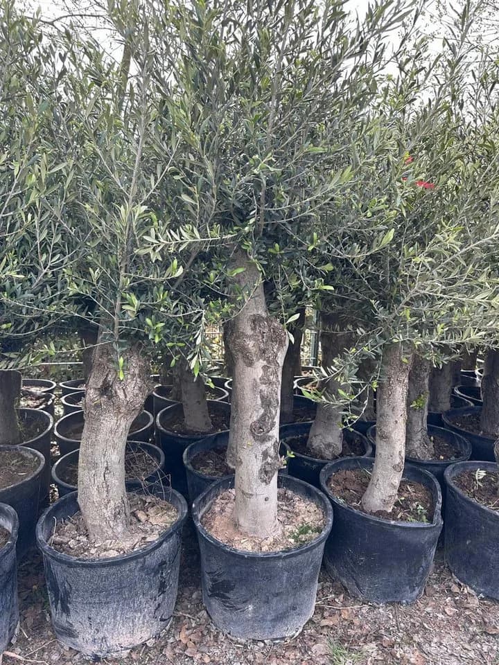 Palms-Store Olivenbaum Olea europaea ca. 30–40 Jahre alt grün - Bild 5