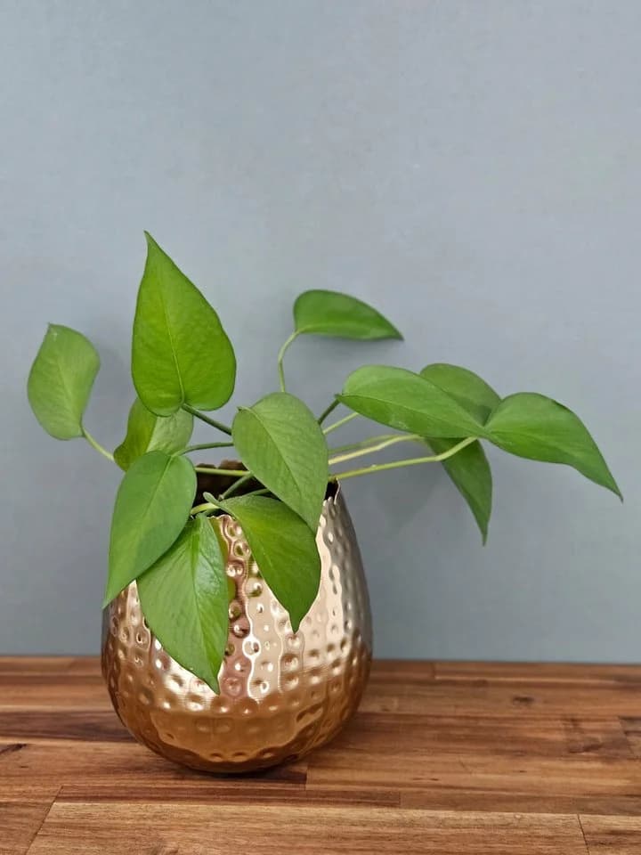Meinposten Blumentopf Übertopf Vase Gold Metall Hammerschlag 18x18 cm - Bild 3