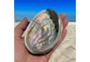 Steinfixx® Dekoschale Abalone Paua Muschel 100 % echt aus Mexiko Bild 1