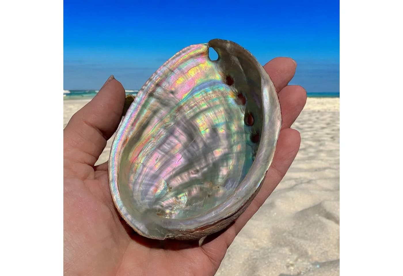Steinfixx® Dekoschale Abalone Paua Muschel 100 % echt aus Mexiko