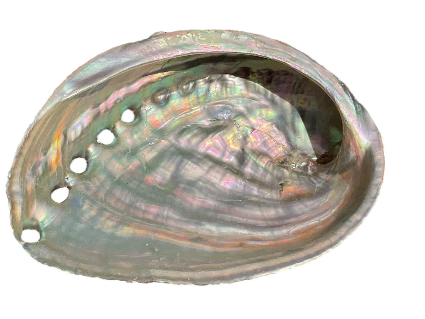 Steinfixx® Dekoschale Abalone Paua Muschel 100 % echt aus Mexiko - Bild 2