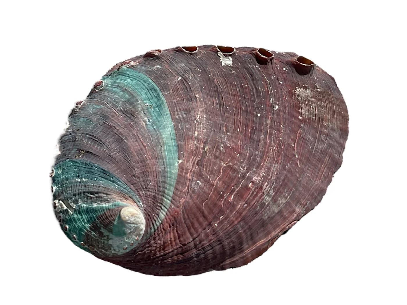 Steinfixx® Dekoschale Abalone Paua Muschel 100 % echt aus Mexiko - Bild 4