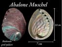 Steinfixx® Dekoschale Abalone Paua Muschel 100 % echt aus Mexiko Bild 5