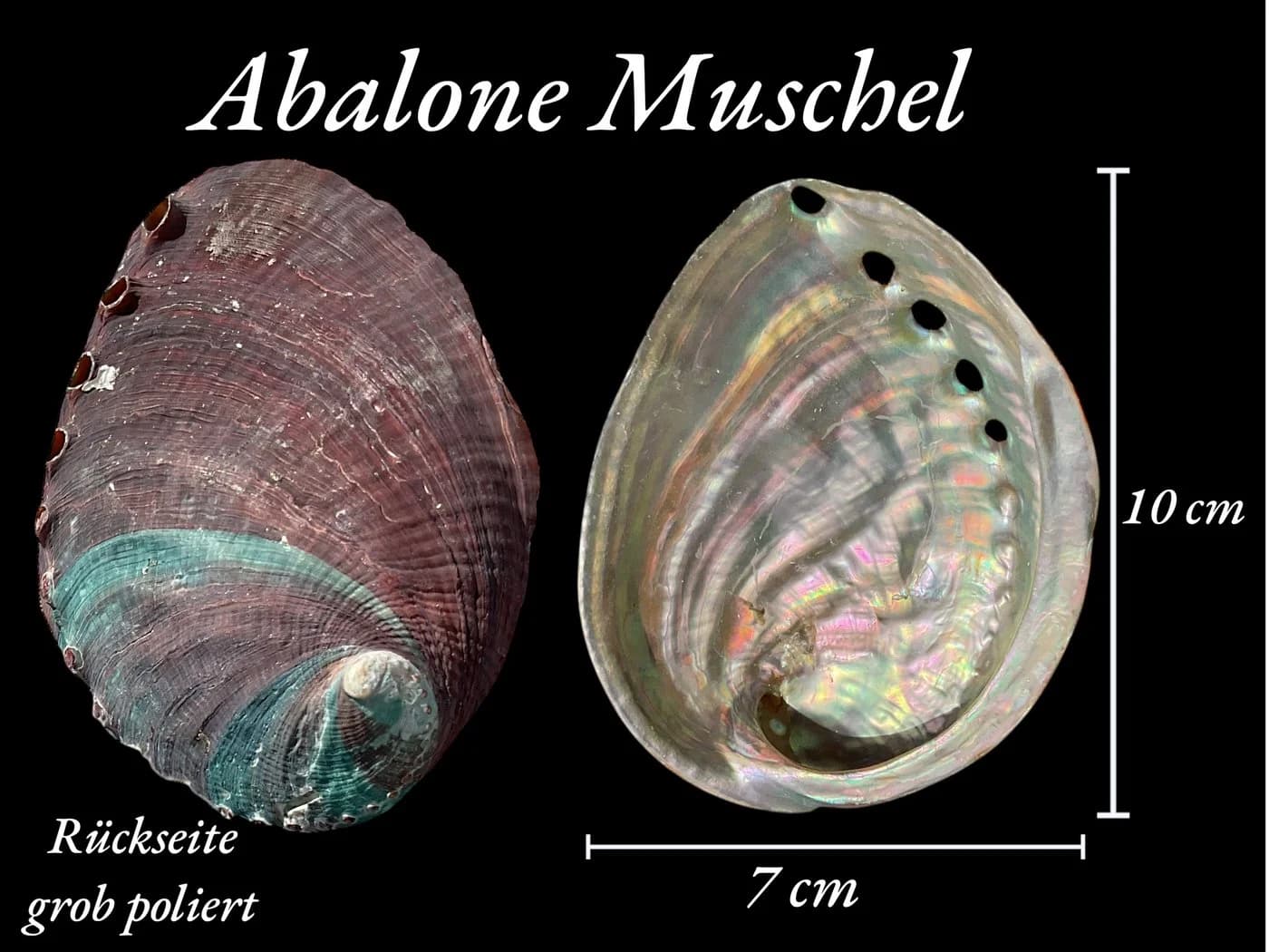 Steinfixx® Dekoschale Abalone Paua Muschel 100 % echt aus Mexiko - Bild 5