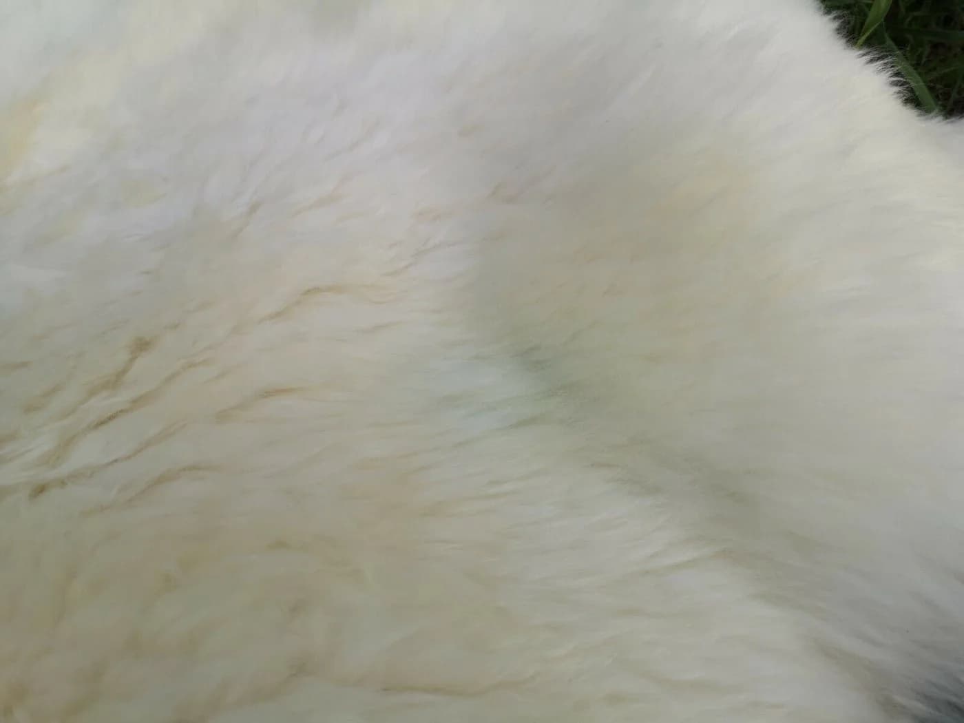 Provellus Fellteppich Hell Öko Schaffell Lammfell Naturfell Weich Rund - Bild 5