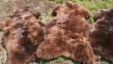 Provellus Fellteppich Naturbrauner Lammfell Teppich – Öko Schaffell Teppich aus echtem Fell, 30 cm eckig Bild 1