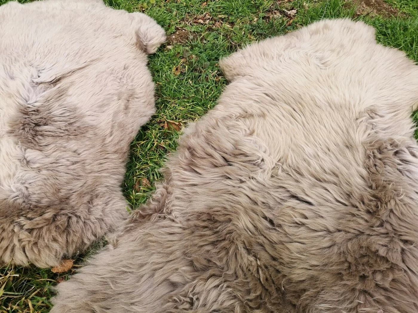 Provellus Fellteppich Lammfell Schaffell Taupe Öko Fell Dicht Weich L-XXL Unikat - Bild 3
