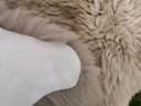Provellus Fellteppich Lammfell Schaffell Taupe Öko Fell Dicht Weich L-XXL Unikat Bild 5