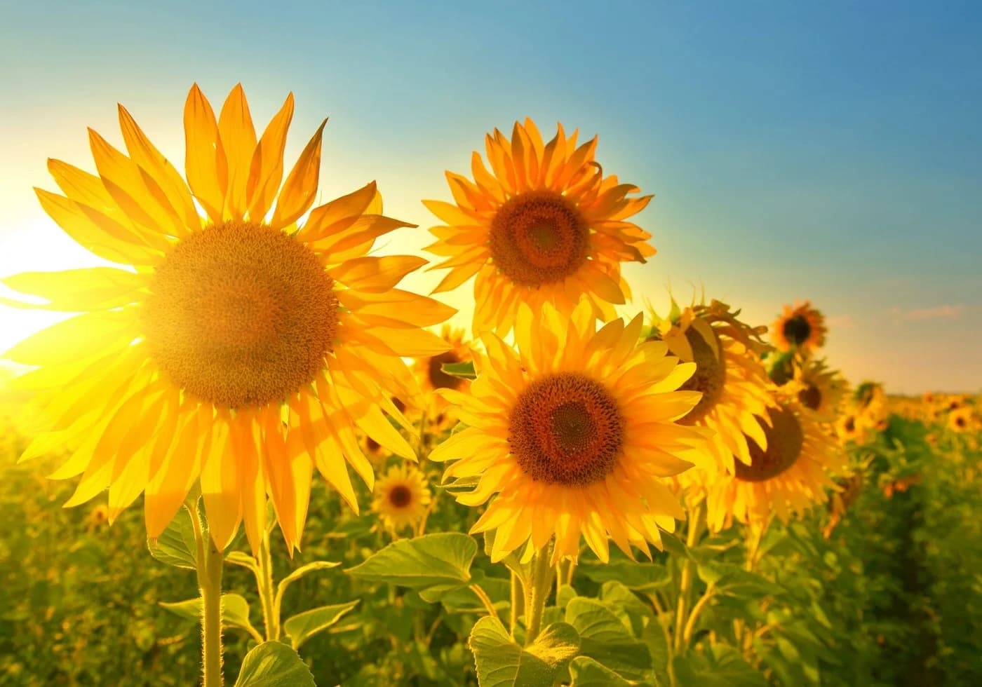 LYSCO Poster XXL 100x70cm Sonnenblumen Sommerblau