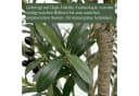 CASSILANDO Künstliche Zimmerpflanze Olivenbaum Grün 210 cm Bild 1