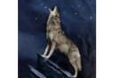 ESPiCO Bettwäsche Wolf Vollmond Renforcé 2-teilig Blau Bild 5