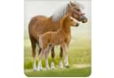 ESPiCO Kinderbettwäsche Pferd Trendy Bedding Renforcé 2-teilig Tiermotiv Pony Bild 3