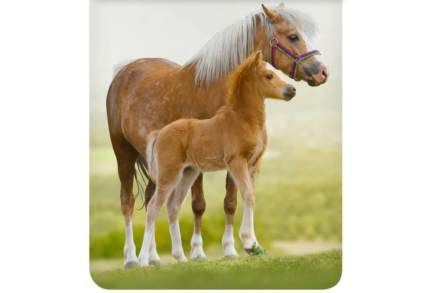 ESPiCO Kinderbettwäsche Pferd Trendy Bedding Renforcé 2-teilig Tiermotiv Pony - Bild 3