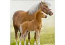 ESPiCO Kinderbettwäsche Pferd Trendy Bedding Renforcé 2-teilig Tiermotiv Pony Bild 4