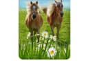 ESPiCO Kinderbettwäsche Pferde Trendy Bedding Renforcé 2-teilig Tiermotiv Haflinger Bild 3