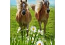 ESPiCO Kinderbettwäsche Pferde Trendy Bedding Renforcé 2-teilig Tiermotiv Haflinger Bild 4
