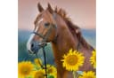 ESPiCO Kinderbettwäsche Pferd Sonnenblumen 2-teilig Bild 4