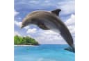 ESPiCO Bettwäsche Delfin Insel Renforcé 2-teilig Blau Bild 4