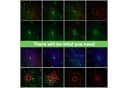 ZonQoonz DJ-Disco-Partybeleuchtung RGB-LED-Laserlicht Soundaktivierung Bild 5