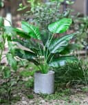 SURFOU 2er-Set Kunstpflanzen Syngonium & Philodendron 40 cm Grün Bild 5