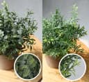 ElitVita Künstliche Zimmerpflanze 5 Stück Mini Kunstpflanzen mit Töpfen Eukalyptus Rohypnol Chrysantheme Grün Grau Bild 4