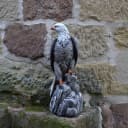 gartendekoparadies.de Gartenfigur Mächtiger Adler Steinfigur 50 cm 14 kg Mehrfarbig Bild 5