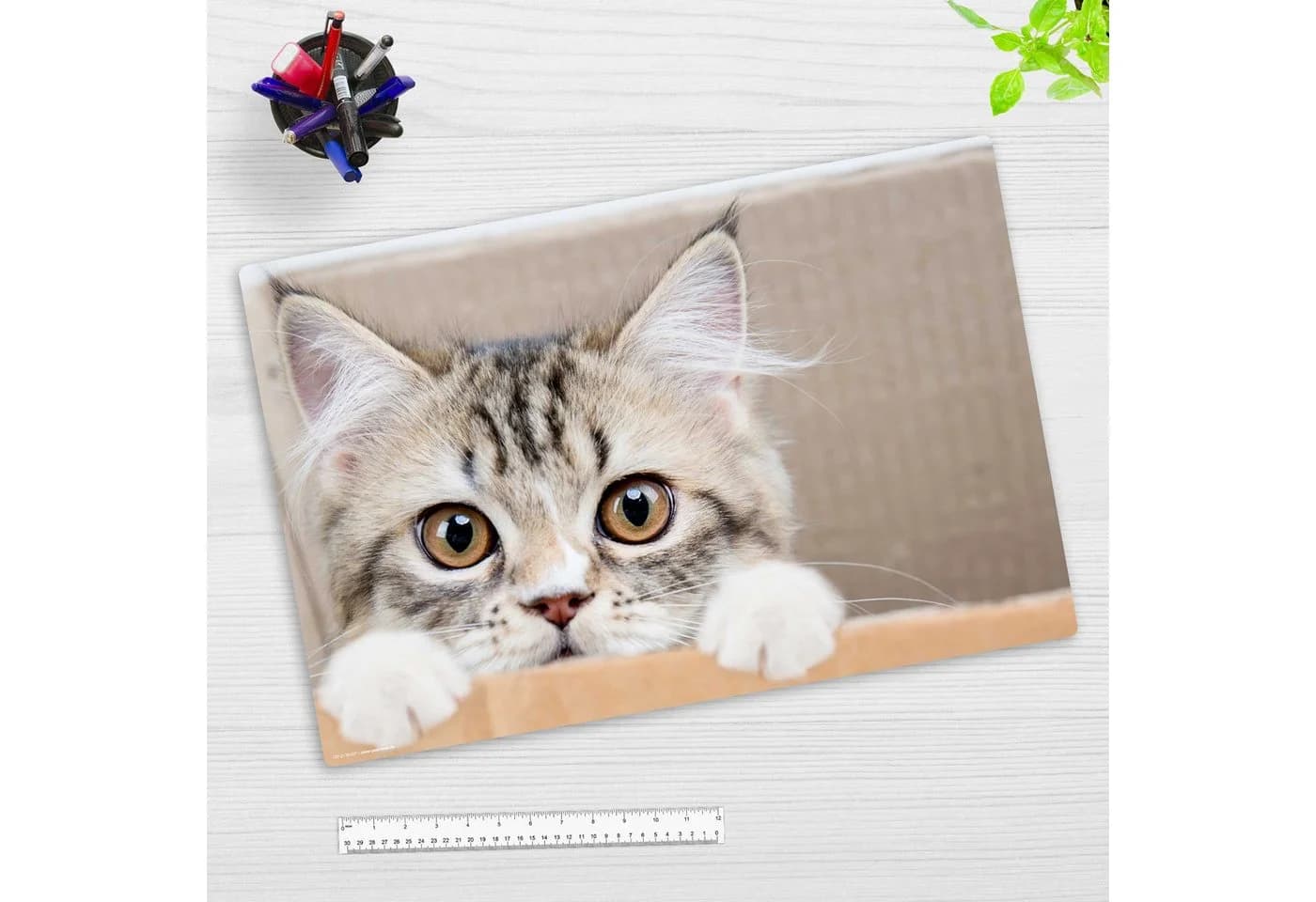 cover-your-desk.de Schreibtischunterlage Maine Coon Kätzchen Vinyl