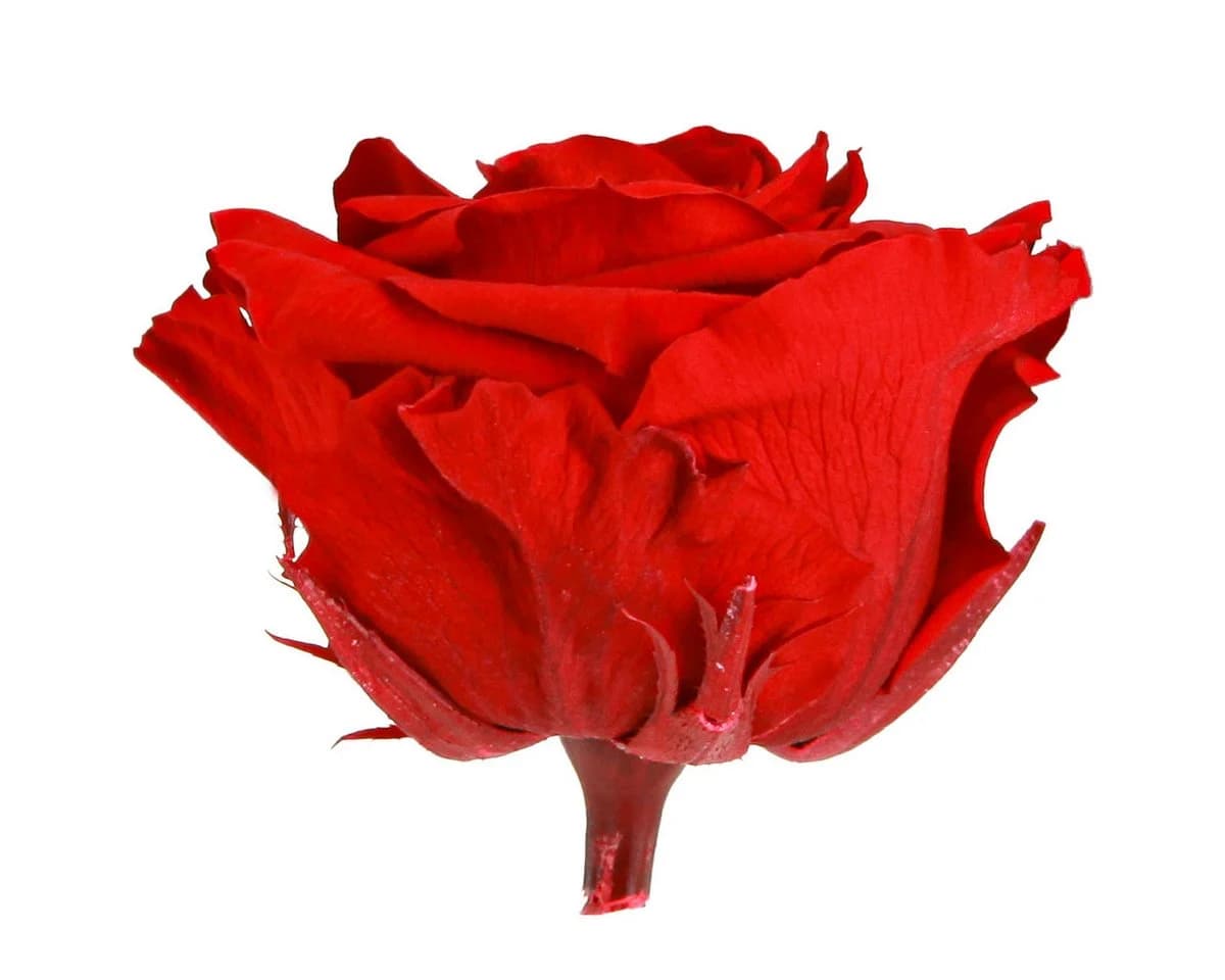 Florists Products Echte Infinity Rosen Rot Ø8,5cm 4 St. Premium Dekor
