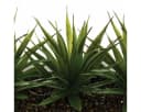 Atmosphera Créateur d'intérieur Kunstpflanze ALOE VERA 3er Set Bild 1
