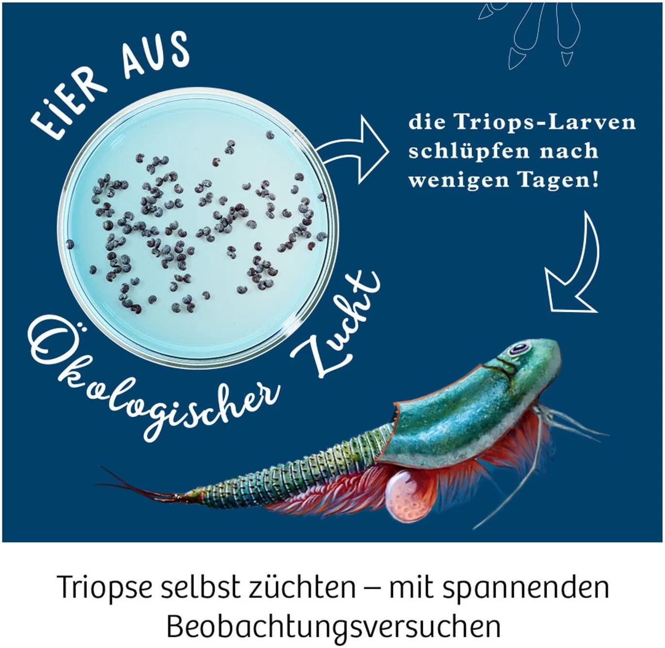 Kosmos Experimentierkasten Triops-Welt Made in Germany - Bild 4