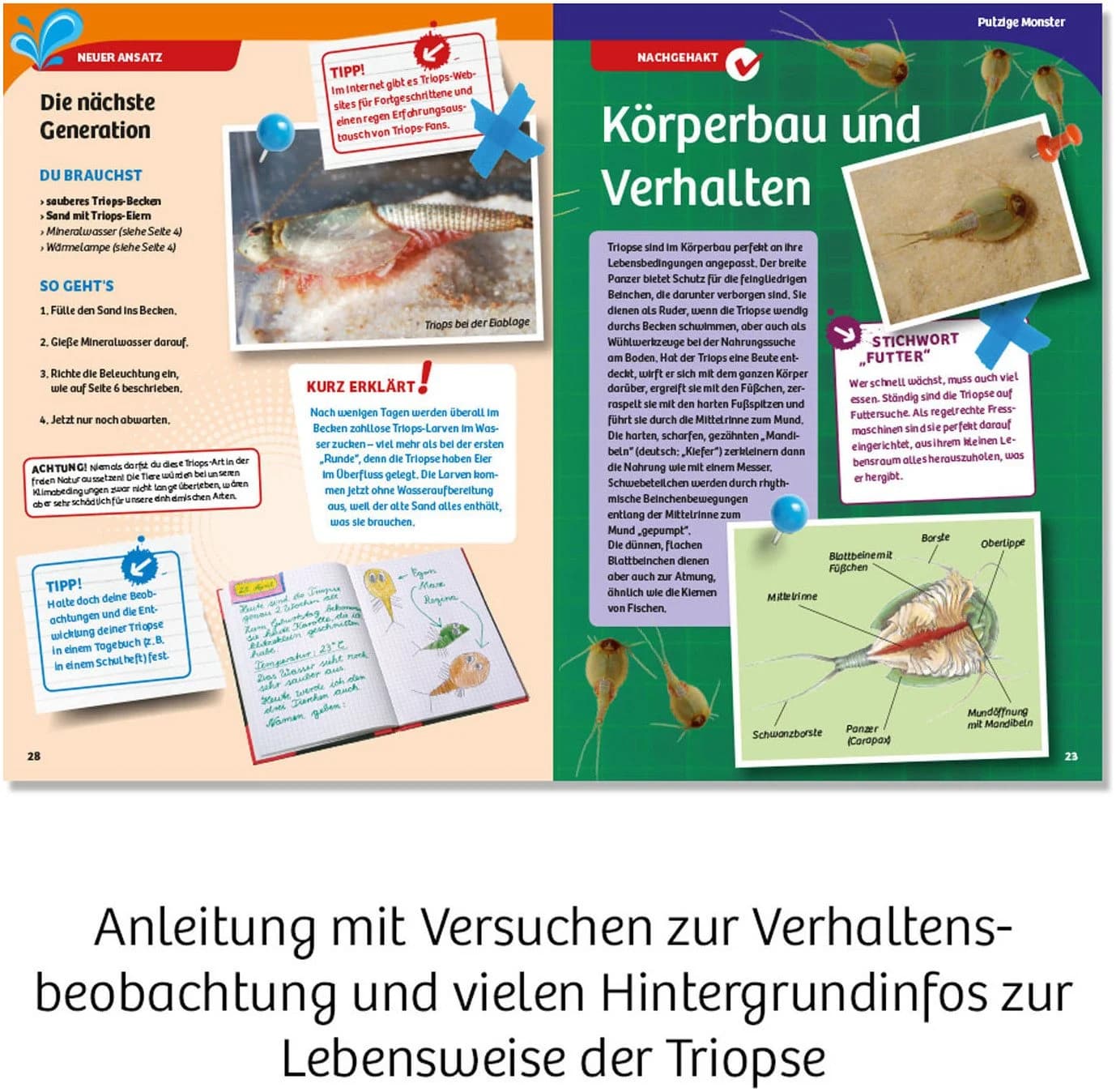 Kosmos Experimentierkasten Triops-Welt Made in Germany - Bild 5