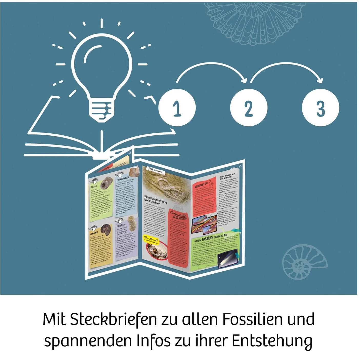 Kosmos Experimentierkasten Fossilien - Echte Fossilien ausgraben - Bild 4