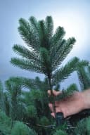 Xenotec Premium Weihnachtsbaum Nordmanntanne Spritzguss Bild 5