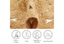 LUXOR living Teppich Balo rund Jute handgeflochten Boho Bild 3