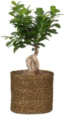 Scheurich Blumentopf Brown 26/508 Geflecht Seegras Bild 3