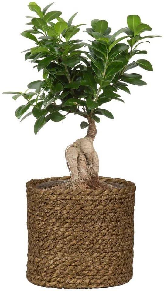 Scheurich Blumentopf Brown 26/508 Geflecht Seegras - Bild 3