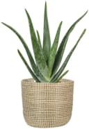 Scheurich Blumentopf white 22/513 Zylindrisch Seegras Bild 3