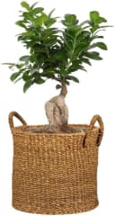Scheurich Blumentopf Ø 35 cm Seegras Natur mit Griffen Bild 3
