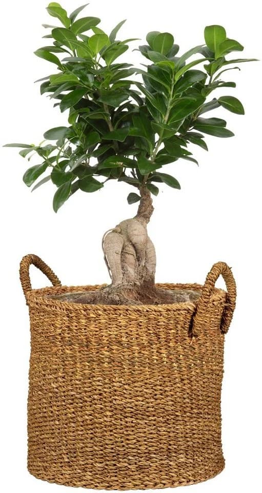 Scheurich Blumentopf Ø 35 cm Seegras Natur mit Griffen - Bild 3