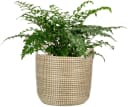 Scheurich Blumentopf White 26/514 Seegras Bild 3